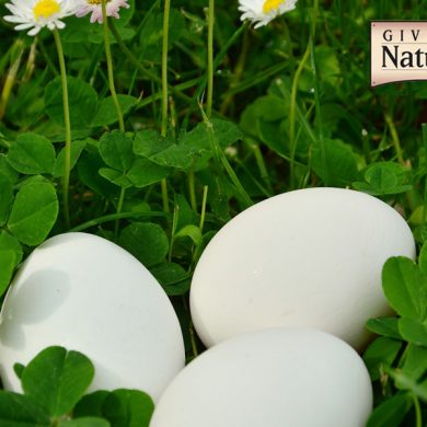 Can Eggs Help You Build A Bridge To A More Humane Diet?