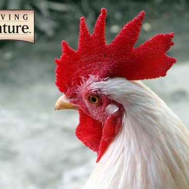 What Came First? The Chicken or The Egg? Who Knows, But Here’s How You Get Both Today